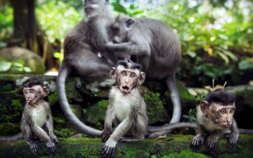 Image monkey sitting on tree branch during daytime