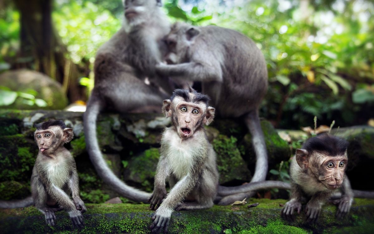 monkey sitting on tree branch during daytime