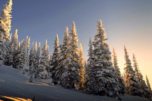 Image snow covered pine trees during daytime