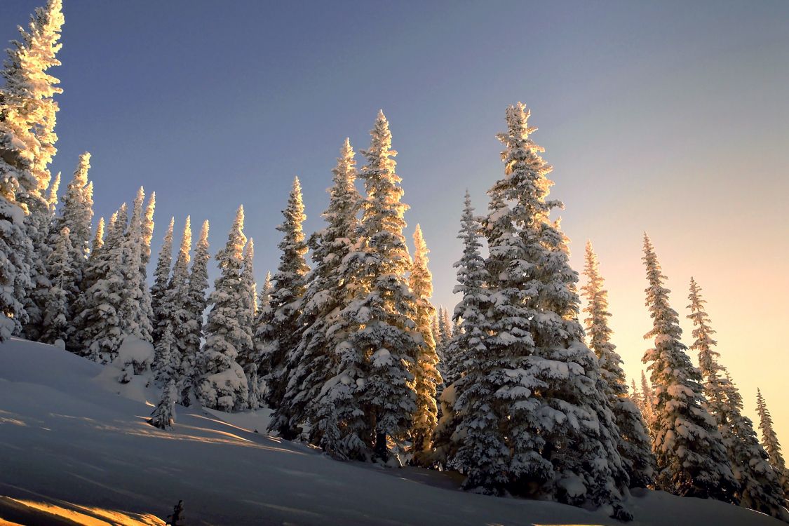 snow covered pine trees during daytime