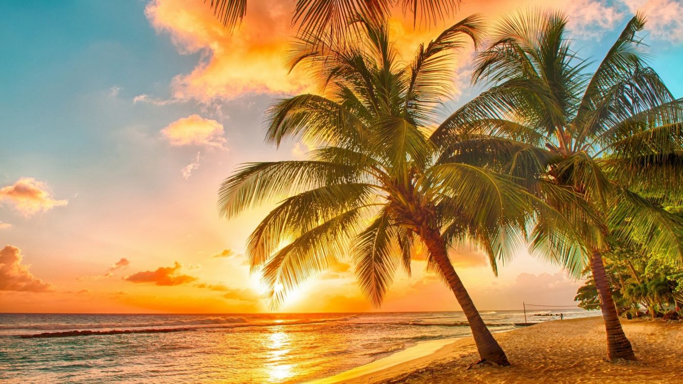 56268 Ocean Palm Tree Sunset Sky Stock Photos  Free  RoyaltyFree Stock  Photos from Dreamstime