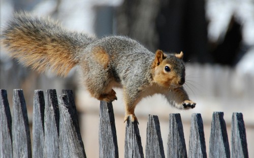 Image brown squirrel on brown wooden fence during daytime