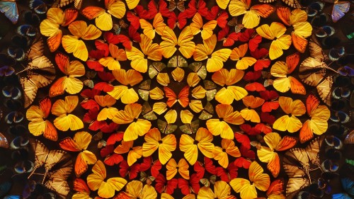 Image red and yellow flower petals