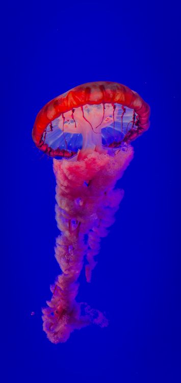 Medusas Mas Hermosas, Las Medusas, Agua, Invertebrados Marinos, Azul. Wallpaper in 1515x3200 Resolution