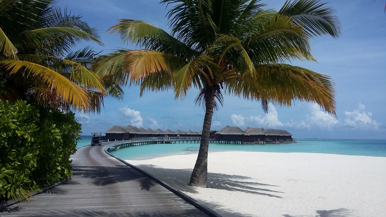 palm tree near body of water during daytime