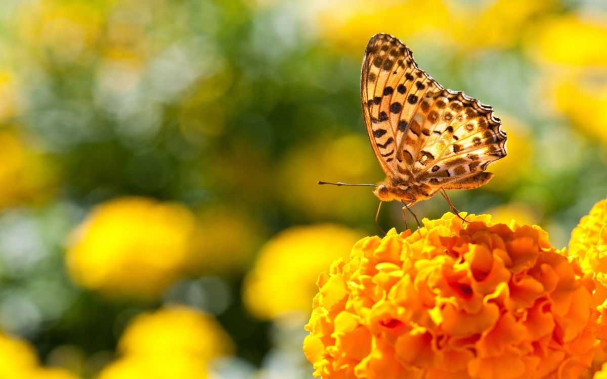 Papillon Brun et Blanc Sur Fleur Jaune. Wallpaper in 2560x1600 Resolution