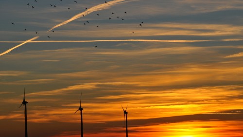 Image birds flying over the clouds during sunset