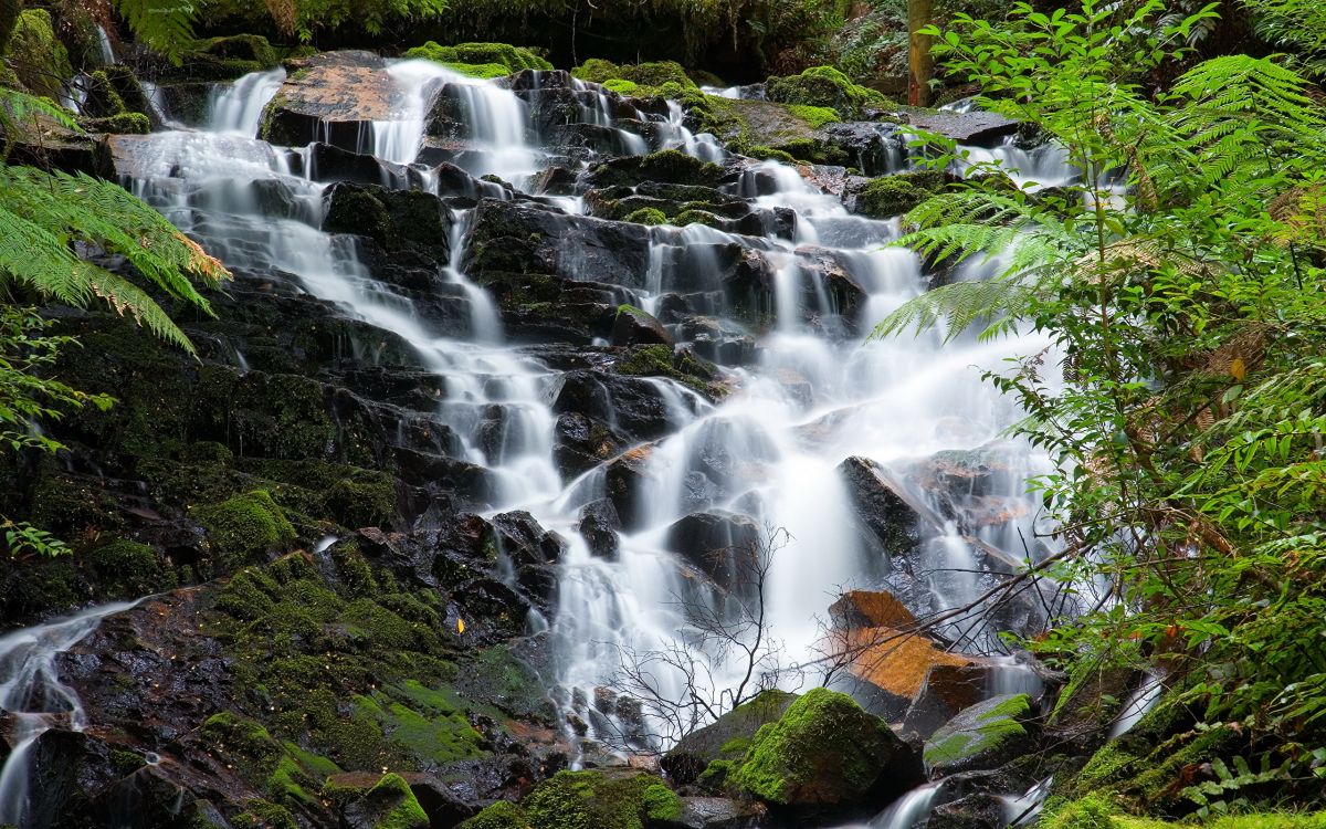 el Agua Cae en Medio Del Bosque. Wallpaper in 2560x1600 Resolution