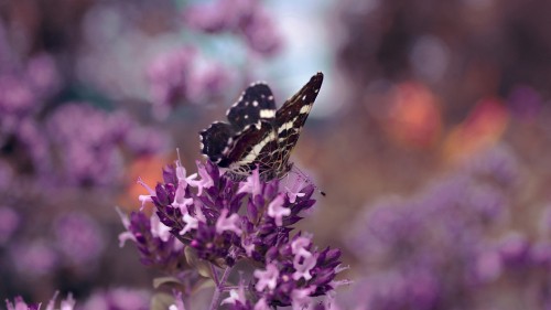 Image black and white butterfly perched on purple flower in close up photography during daytime