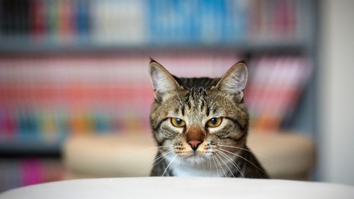 Image brown tabby cat on white table