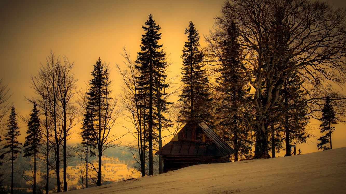 brown wooden house in the middle of forest during night time