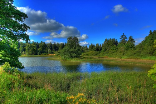 Image green trees beside river under blue sky during daytime