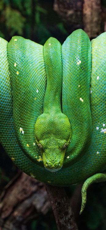 Pitón de Árbol Verde, Serpiente de Árbol Marrón, Pitones, Cabeza, Pierna. Wallpaper in 1080x2340 Resolution