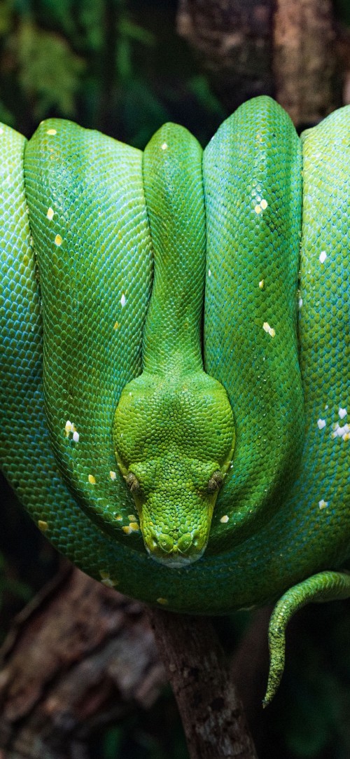 Image reptiles, green tree python, brown tree snake, pythons, head