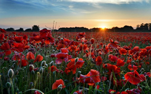 Image red flowers under blue sky during daytime