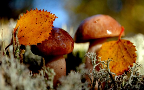 Image brown and white mushroom in close up photography