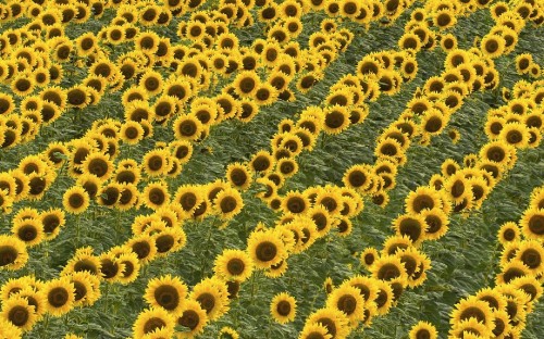 Image blue and brown flower field