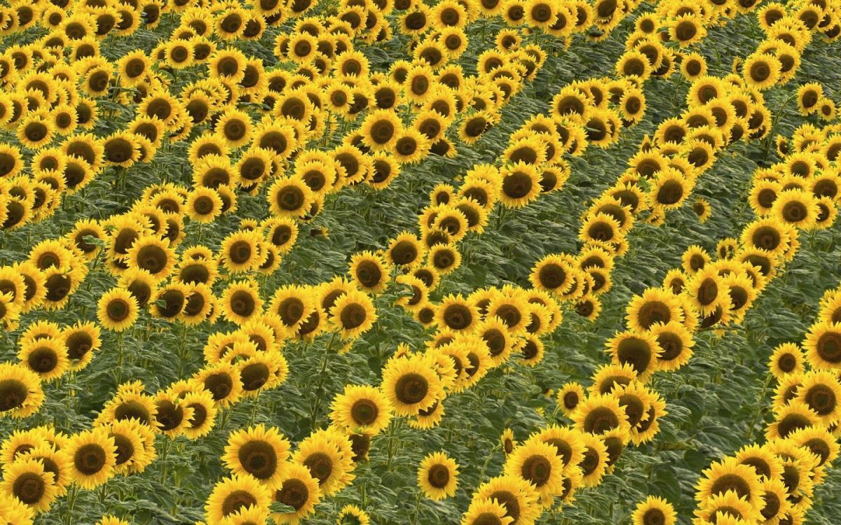 blue and brown flower field