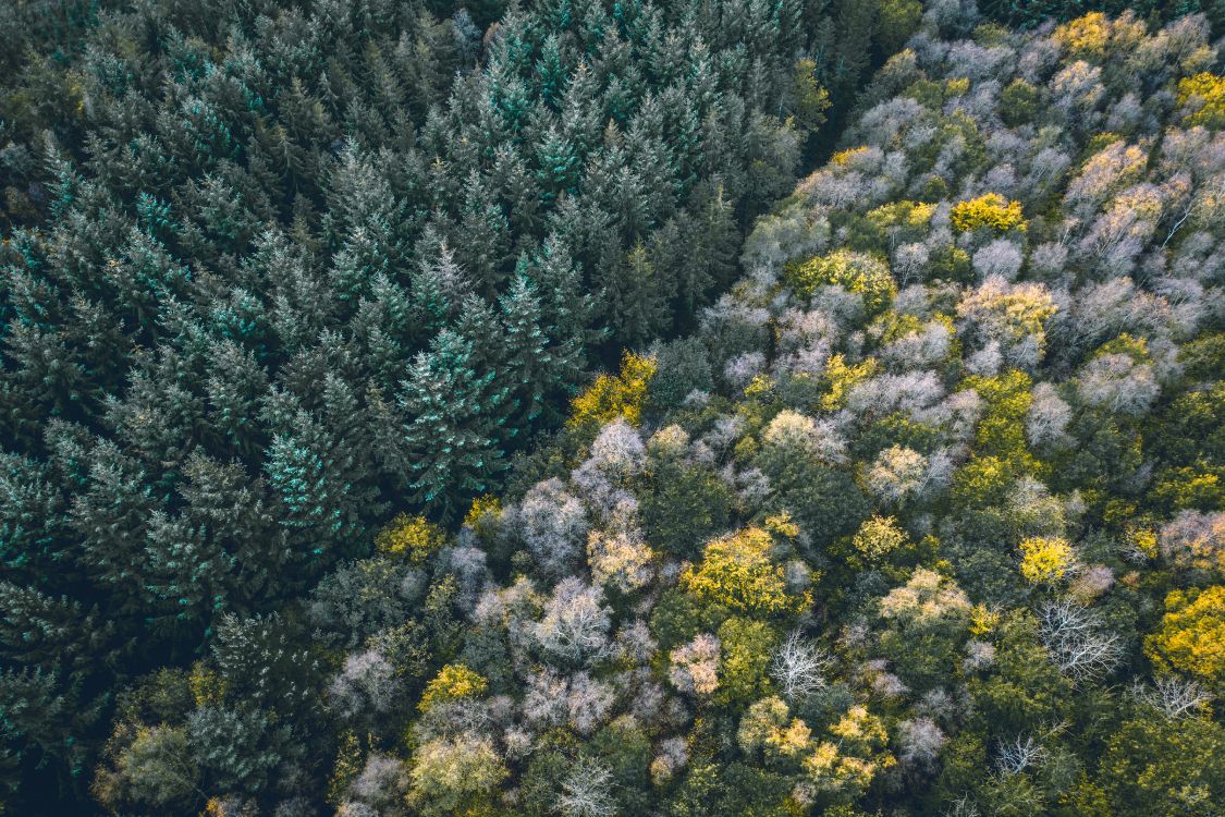 Végétation, Plante de la Communauté, Sous-arbrisseau, Sauvages, Chaparral. Wallpaper in 5464x3640 Resolution