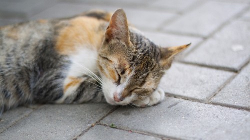 Image brown tabby cat lying on floor