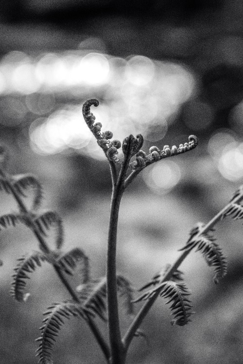 Image grayscale photo of plant stem with water droplets