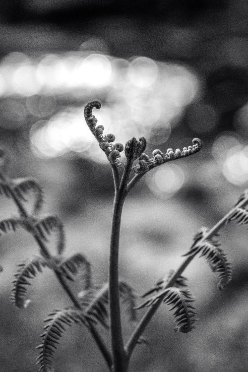 grayscale photo of plant stem with water droplets