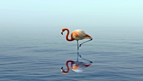 Image pink flamingo on water during daytime