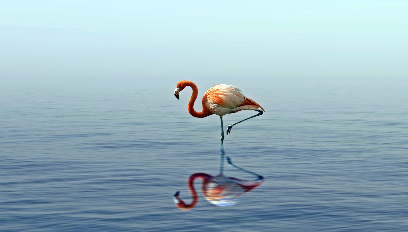 Rosa Flamingo Tagsüber Auf Dem Wasser. Wallpaper in 4911x2795 Resolution