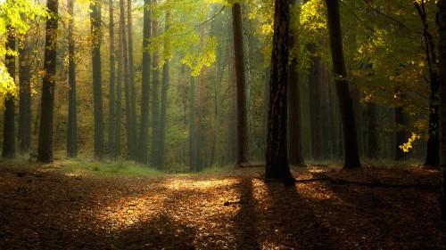 Image brown leaves on ground surrounded by trees