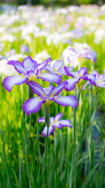 Image purple and white flowers in tilt shift lens