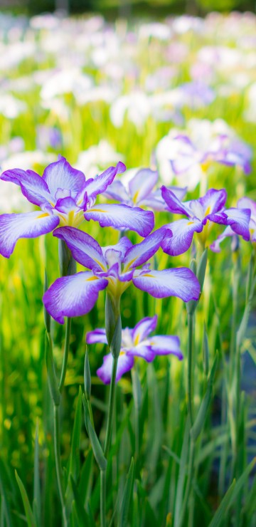 Image purple and white flowers in tilt shift lens