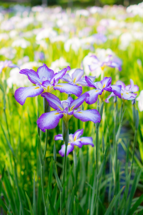 Image purple and white flowers in tilt shift lens