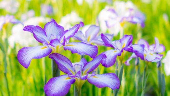 Image purple and white flowers in tilt shift lens
