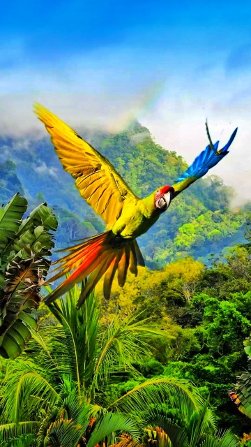 Image great green macaw, scarlet macaw, Parrots, Military macaw, birds