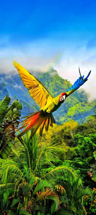 Lapa Verde, la Guacamaya Roja, Loro, Guacamaya Militar, Pájaros. Wallpaper in 1080x2400 Resolution