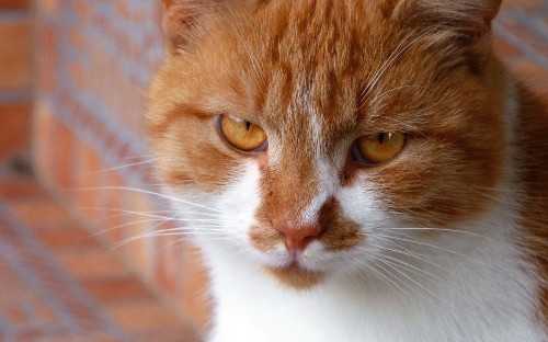 Image orange and white tabby cat