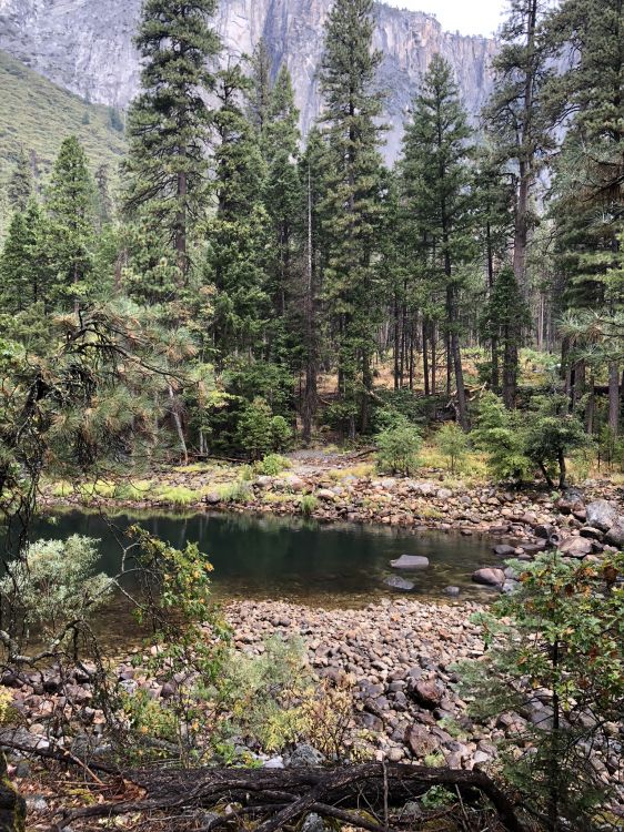 wilderness, vegetation, biome, temperate coniferous forest, natural environment