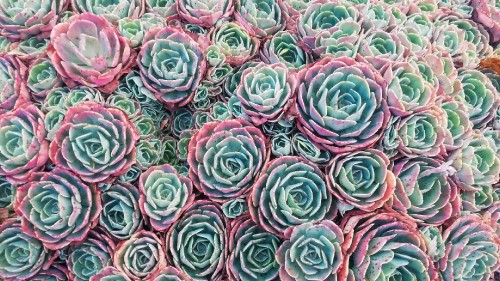 Image garden roses, flower, petal, green, textile