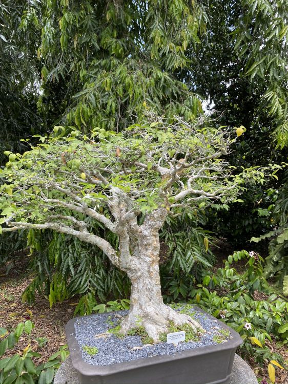 Bonsai, la Botánica, Arbusto, Jardin, Planta Terrestre. Wallpaper in 1536x2048 Resolution