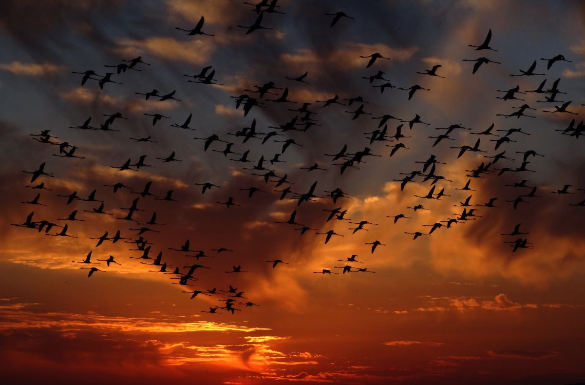 Silhouette Eines Vogelschwarms, Der Bei Sonnenuntergang Fliegt. Wallpaper in 4584x3018 Resolution