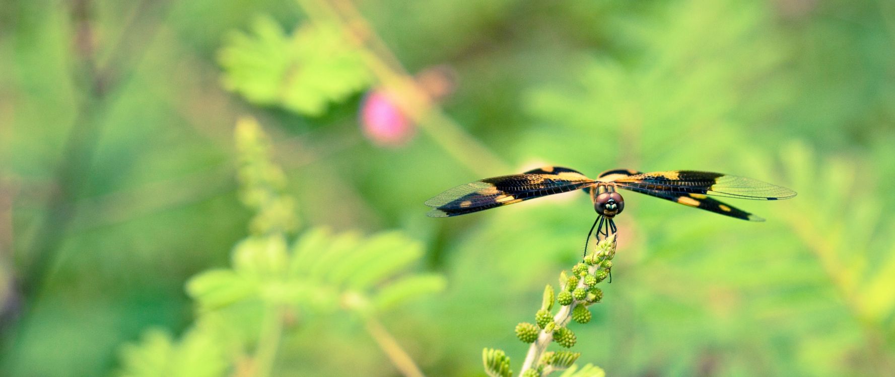 Insecte Jaune et Noir Sur Fleur Violette. Wallpaper in 2560x1080 Resolution