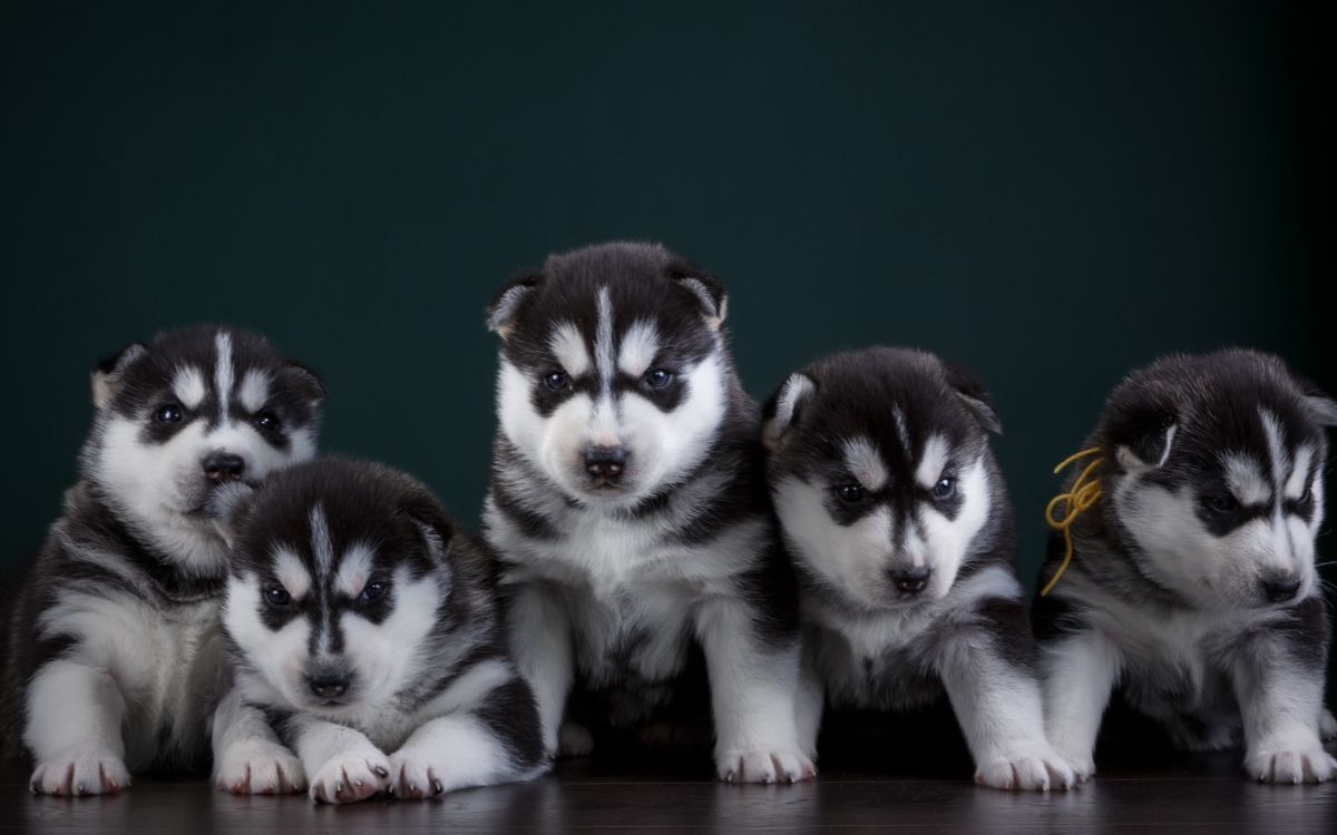 Black and White Siberian Husky Puppy. Wallpaper in 2560x1600 Resolution