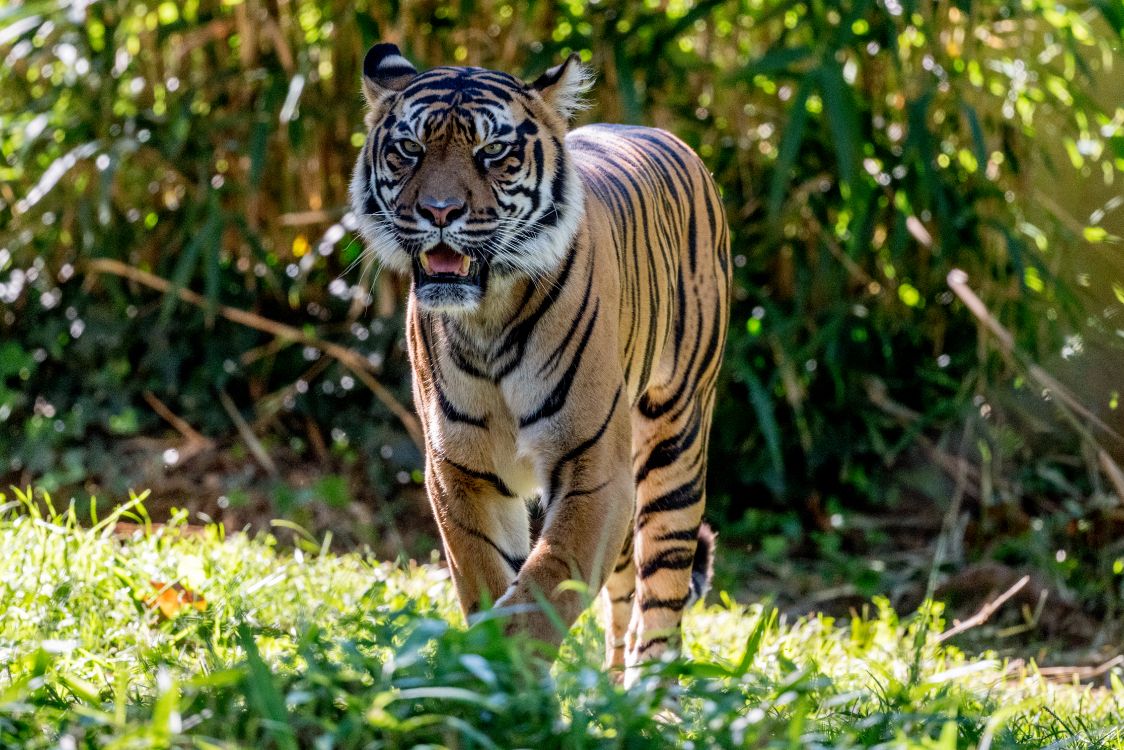 Fauna, Leones, Gato, Los Carnívoros, Tigre de Bengala. Wallpaper in 5611x3741 Resolution