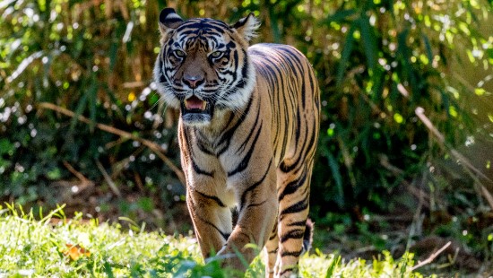 Image wildlife, lion, cat, Carnivores, bengal tiger