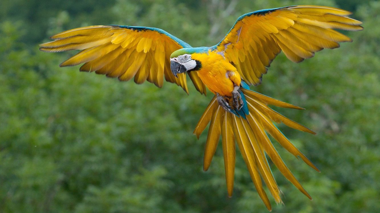 Loro Amarillo Azul y Verde. Wallpaper in 2560x1440 Resolution