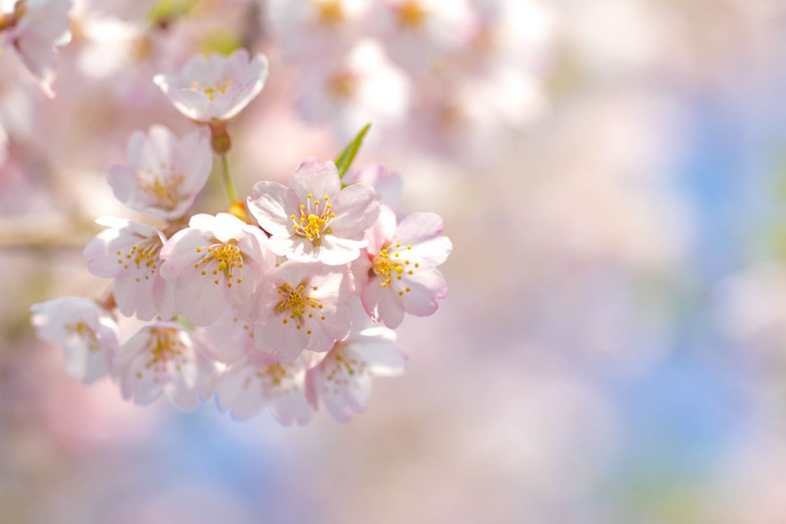 white cherry blossom in close up photography