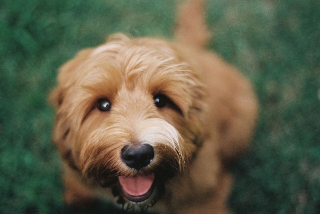 Petit Chien Brun à Poil Long. Wallpaper in 3635x2433 Resolution