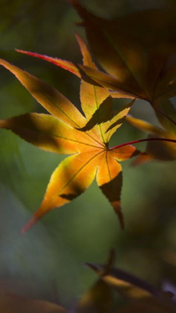 Image yellow and green leaves in tilt shift lens