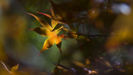Image yellow and green leaves in tilt shift lens