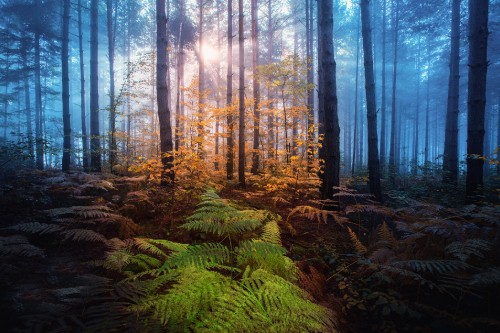 Image green plants in forest during daytime